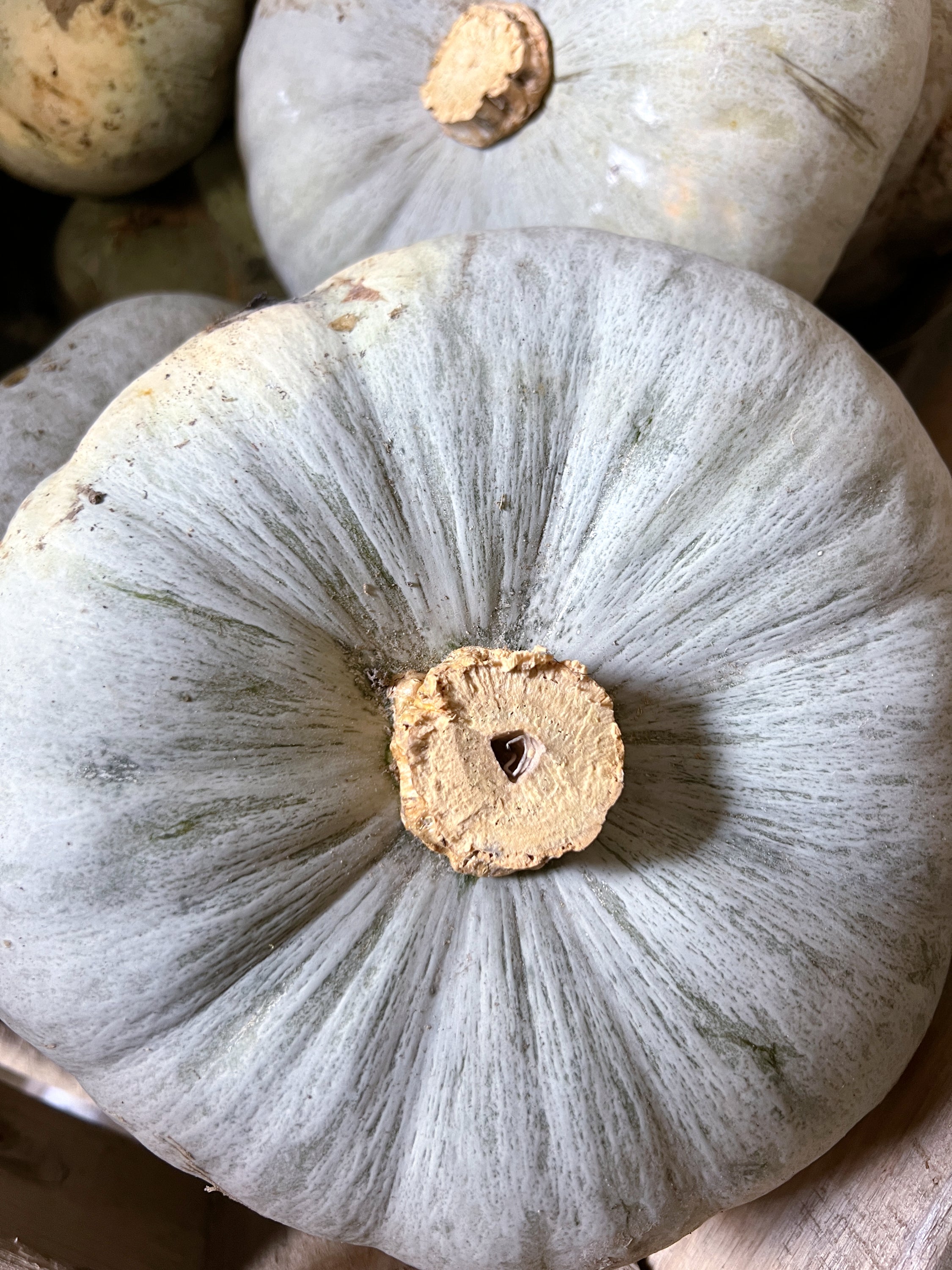 La Zucca Cappello del Prete - L’Antico Cappello dei Sapori