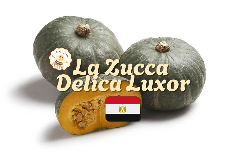 La Zucca Delica Luxor 🇪🇬